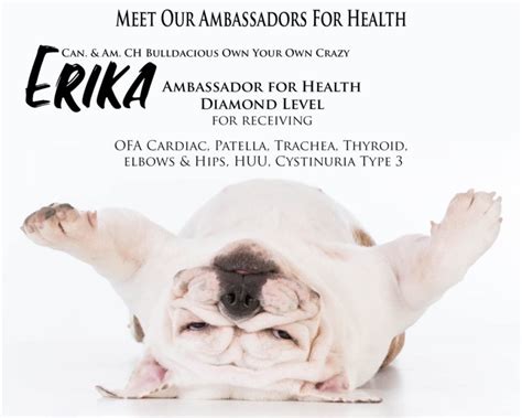 Bulldog Health - The Bulldog Club of America Focus on Health!