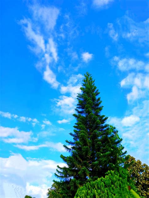 Greysi Veronica Diaz