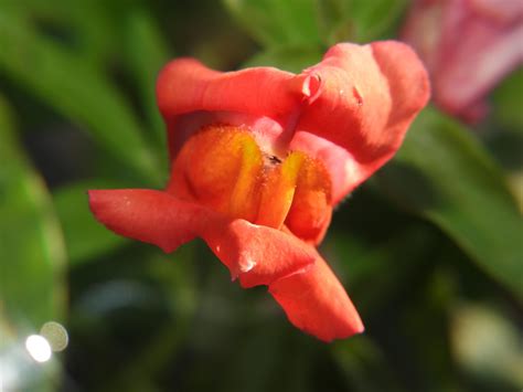 Antirrhinum majus : r/BotanicalPorn