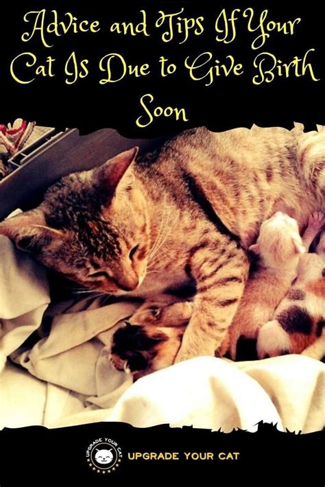 how to know when your cat is giving birth