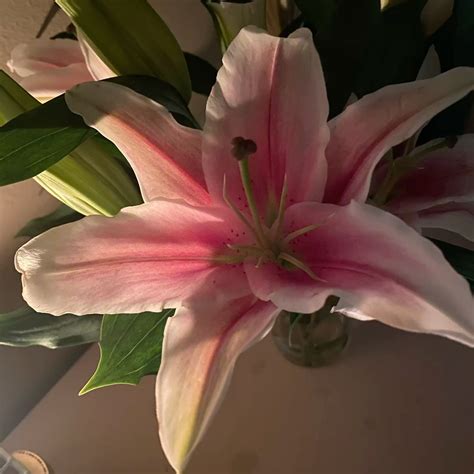 100 Lilies ideas in 2025 | flower therapy, pretty flowers, nothing but ...