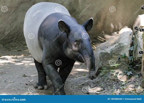 Exotic Mammal Tapir Found in South America and Asia Pig Like Animal ...