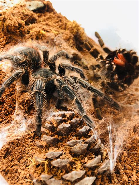 Triantula - Lasiodora parahybhana 0.1 newly molted Common... | Facebook