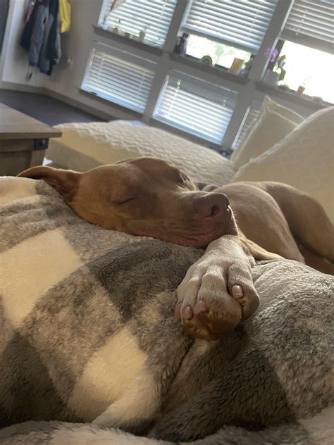 It’s a tough life watching TV with the kids before school. : r/pitbulls