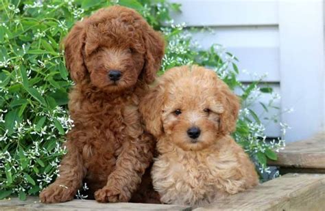 miniature poodle dog breed information images characteristics health