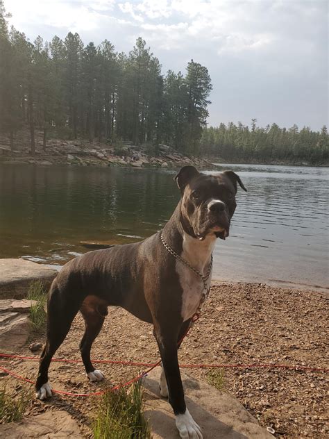 Doberdane loki : r/rarepuppers