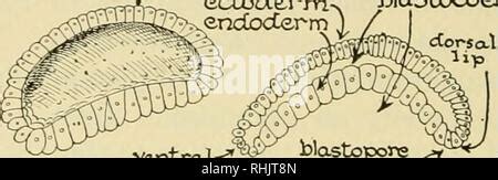 biology  story  living  blastopore diagram  show
