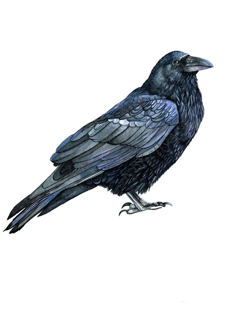 Raven Watercolor Print Raven Art Print Black Bird Wall Art Edgar Allan