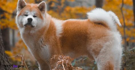 10 Remarkable Japanese Dog Breeds In The World