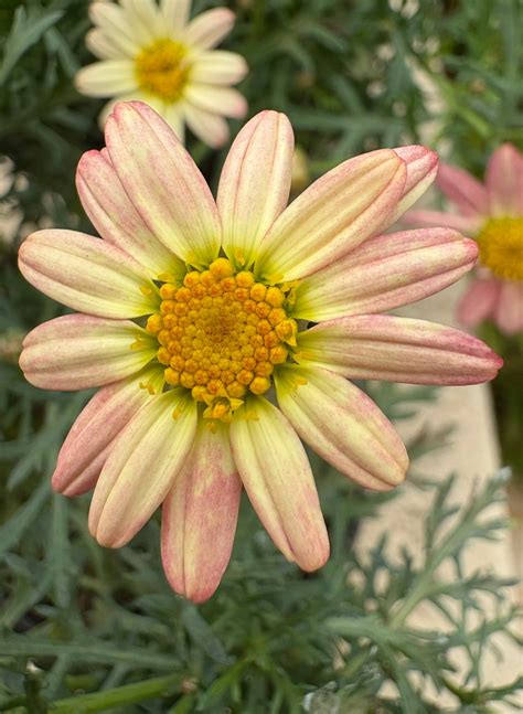 Argyranthemum ‘Simply Coral’ Daisy Plant Guide