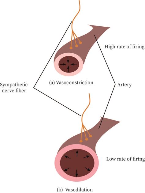 Dual Innervation | bartleby