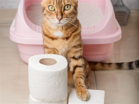 Xixi De Gato Faz Mal - 8