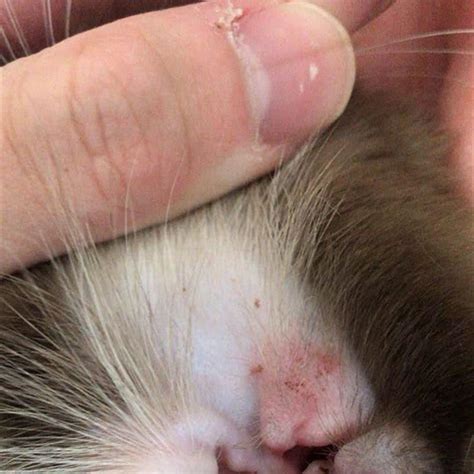 how to know if your cat has mites