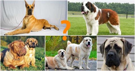 Strongest dog in the world - Top 10 - Legit.ng