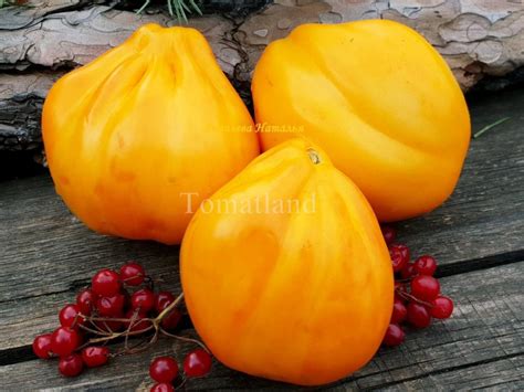 Томат Желтые торбочки: описание сорта, отзывы, фото | tomatland.ru