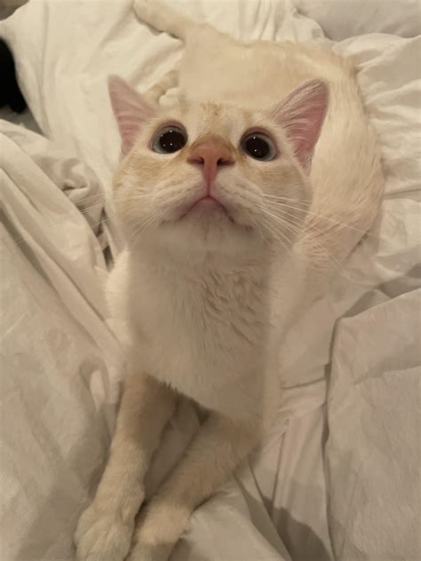 beautiful bog : r/WhiteCatsWithBlueEyes