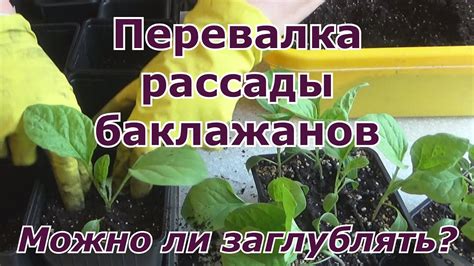 Перевалка рассады баклажанов. Можно ли заглублять рассаду баклажанов ...