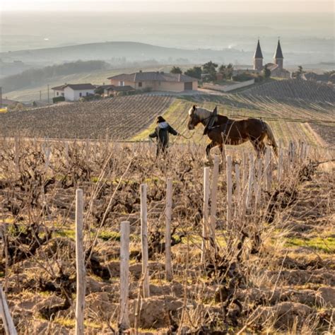 4 French Wine Secrets Unleashed: The Unspoken Rules Of Pronouncing Beaujolais Villages