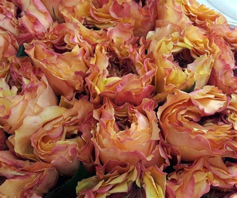 Пионовидные розы ДОСТАВКА ЦВЕТОВ💐💐 📞8 702 6829735 САМОВЫВОЗ 💐💐☞ ул.Б ...