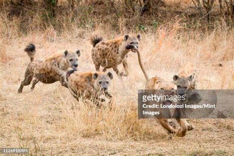 64 Lion Hunting Hyena Stock Photos, High-Res Pictures, and Images ...