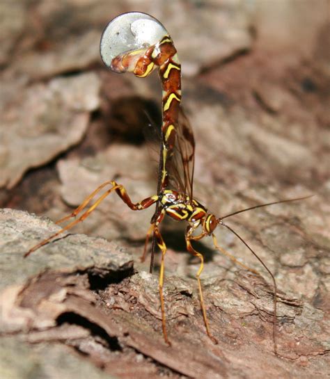 ichneumon wasp Amazing Macro Photography, Strange Creatures, Cool Bugs, Arthropods, Arachnids ...