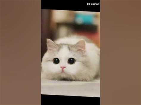 Милые или смешные котики ?А кого выберешь ты?🐱 - YouTube