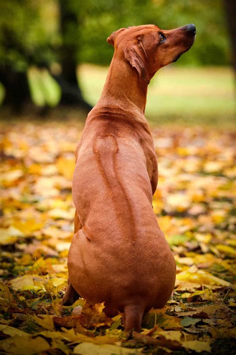 Hungarian Vizsla vs Rhodesian Ridgeback | It's A Vizsla