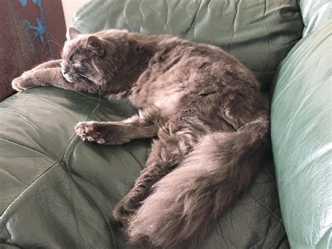 12 best u/the-alli-cat images on Pholder | Bookbinding, Nebelung and