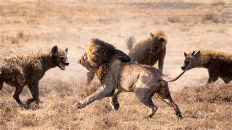 The fierce, bloody battle between lions and hyenas – Archaeology 24