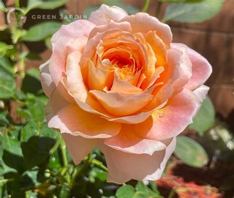 Купити Caramel Antike (Караме́ль Анти́ке) в інтернет-магазині Green Jardin
