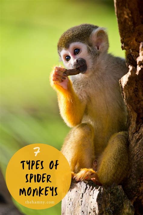 types  spider monkeys  species   species