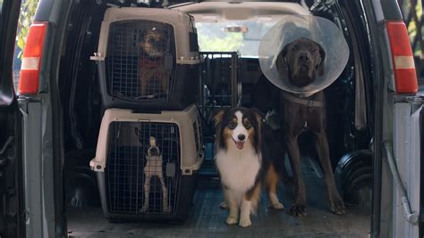 'Strays' review: Will Ferrell and Jamie Foxx as dirty (talking) dogs