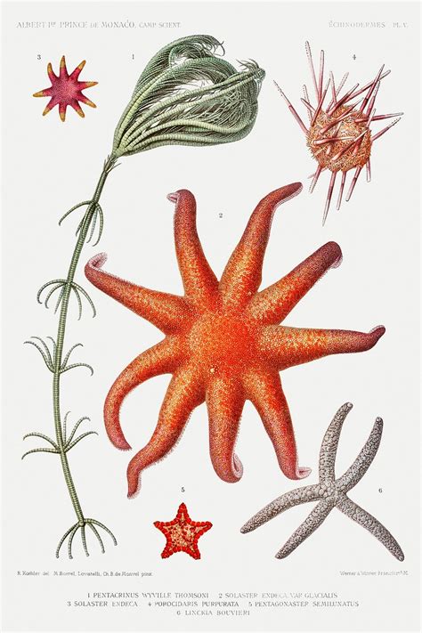 Starfish varieties set illustration Résultats | Free Photo Illustration ...