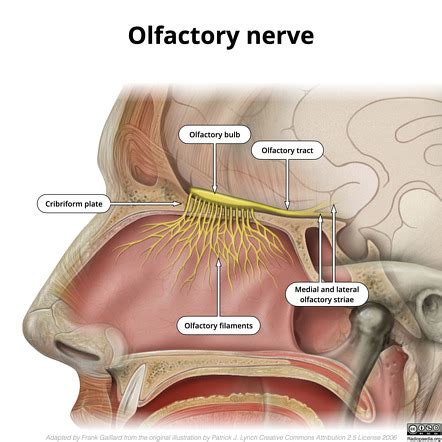 Olfactory Nerve Mri