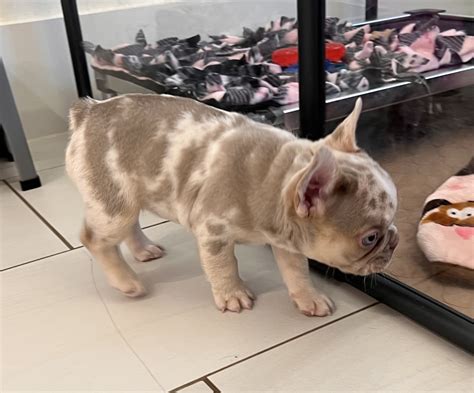 rarest color french bulldog 5