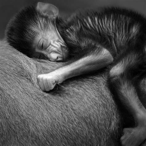 Monkeys dying from heatstroke as India’s temperatures soar – Pet Rescue ...