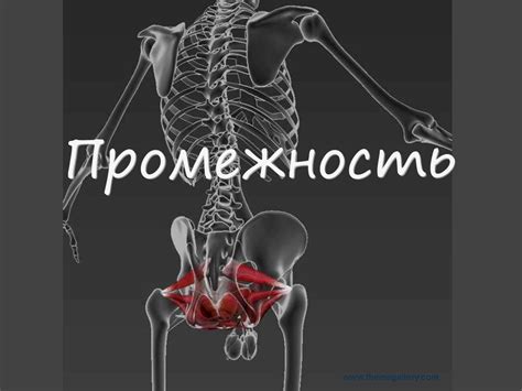 Промежность (мышцы и фасции) - online presentation