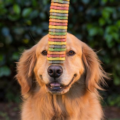Companion Animal Hospital | Hillsboro OR