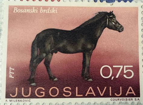 BOSANSKI BRDSKI KONJ | Horses, Farm animals, Animals