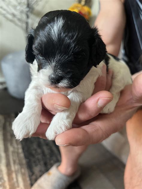 Is this dog a cavapoo? Not gna change our love for him, we just wna know the truth (13kg