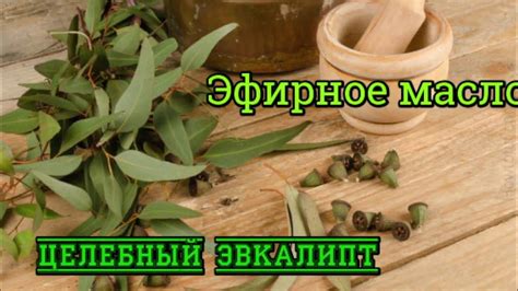 Эфирное масло Эвкалипта// Аромотерапия// Эфирное масло для косметики ...