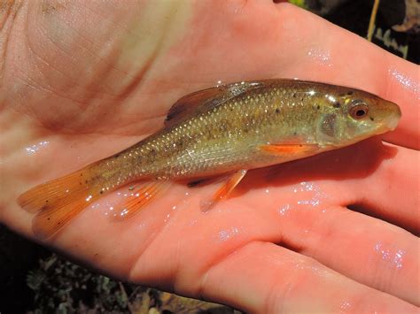Creek Chubsucker