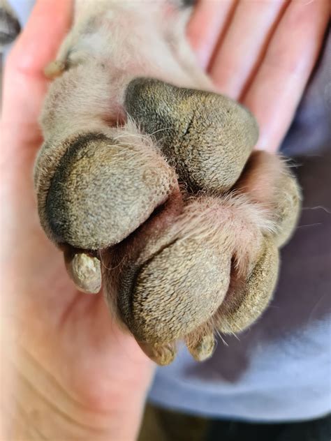 How to Prevent and Treat Dry, Cracked Dog Paws: A Guide – PawSafe