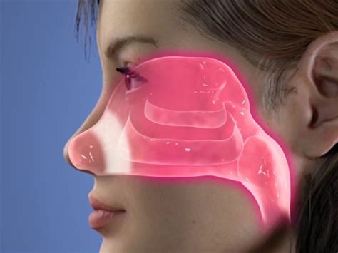 Understanding Nose Anatomy: The Complex Structures Of The Nasal ...