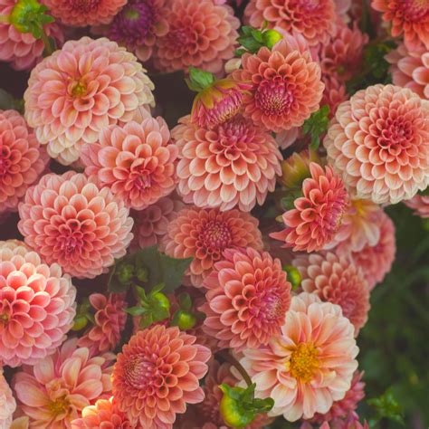 Send Fresh Flowers in Melbourne | Online Flower Delivery | Flowers ...