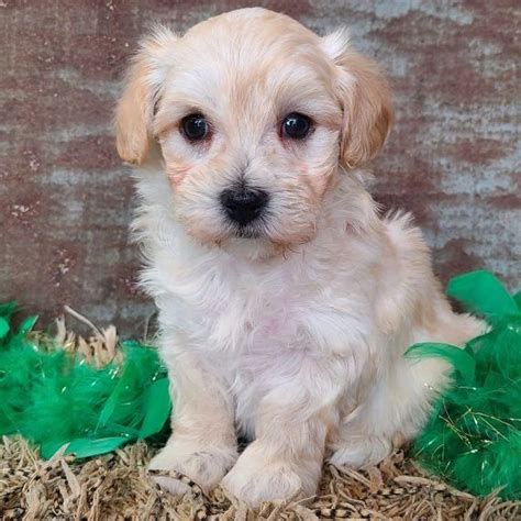 Maltipoo for adoption/maltipoo puppies for adoption