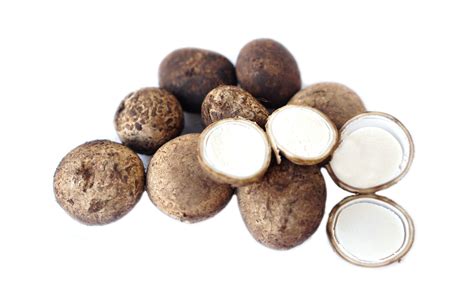 Earthstars , Astraeus hygrometricus, edible mushroom isolated on white