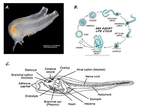 Sensorimotor integration – Introduction to Biological Psychology