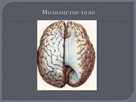 Передний мозг - презентация онлайн