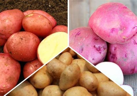 Купить клубни семенного картофеля в Краснодарском крае – доставка ...
